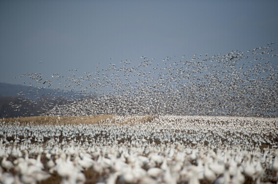 seagulls